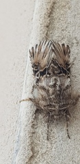 Oncocnemidinae