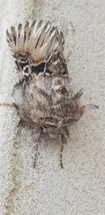 Oncocnemidinae