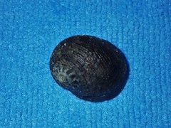 Nerita chamaeleon