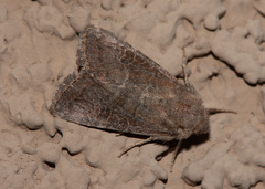 Protorthodes rufula