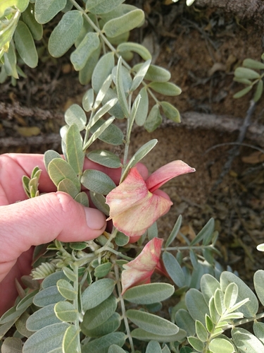 Image of Sesbania tomentosa by (c) Abby Darrah, some rights reserved (CC BY)
