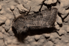 Protorthodes melanopis