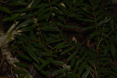 Austrosteenisia glabristyla