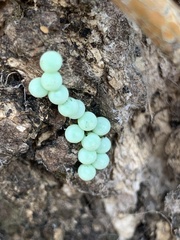 Tessaratoma papillosa