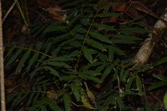 Austrosteenisia glabristyla