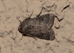 Protorthodes melanopis