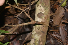 Austrosteenisia glabristyla