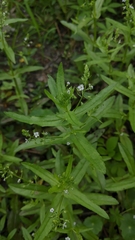 Veronica undulata