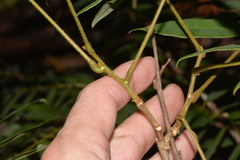 Austrosteenisia glabristyla