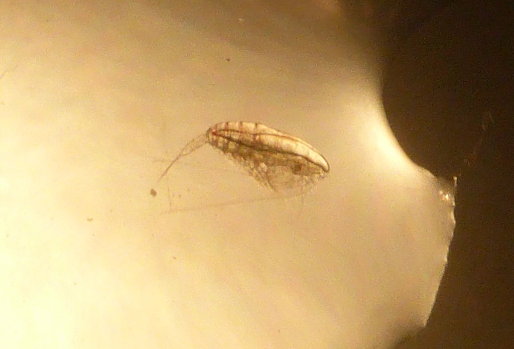 Calanus from Kodiak Island, AK, USA on September 20, 2019 at 01:15 AM ...