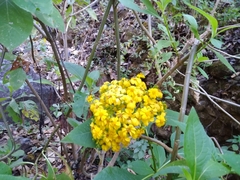 Rumfordia floribunda