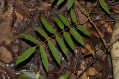 Austrosteenisia glabristyla
