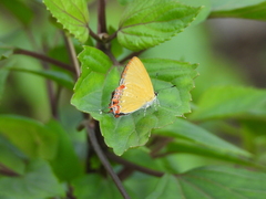Heliophorus