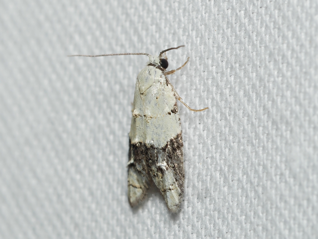 Tracholena sulfurosa