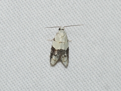 Tracholena sulfurosa