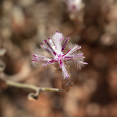 Ptilotus sessilifolius