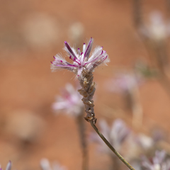 Ptilotus sessilifolius