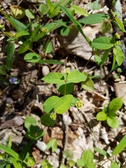 Euphorbia mercurialina