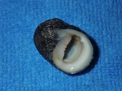 Nerita chamaeleon