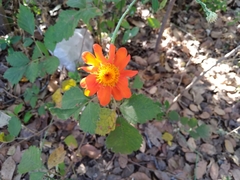 Adenophyllum squamosum