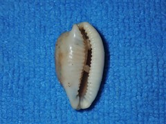 Bistolida stolida lorrainae