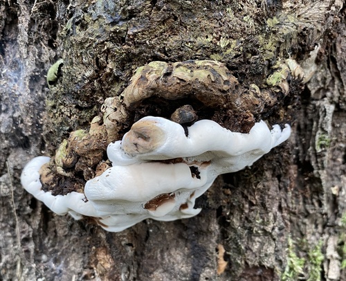 Ganoderma adspersum