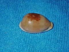 Bistolida stolida lorrainae