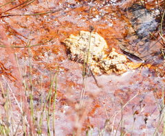 Archaeosynthemis orientalis