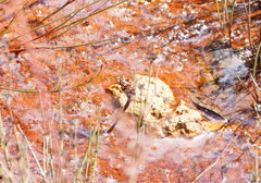 Archaeosynthemis orientalis