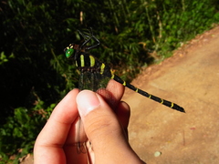 Anotogaster sieboldii