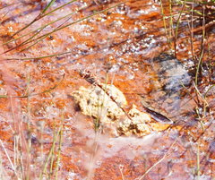 Archaeosynthemis orientalis