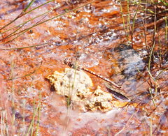 Archaeosynthemis orientalis