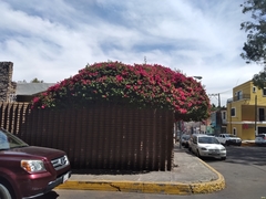 Bougainvillea