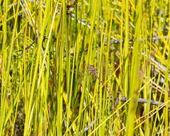 Archaeosynthemis orientalis