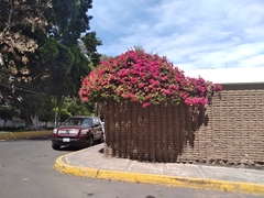 Bougainvillea