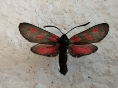 vretienka viková (Zygaena viciae)