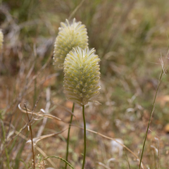 Ptilotus xerophilus