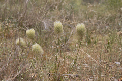 Ptilotus xerophilus