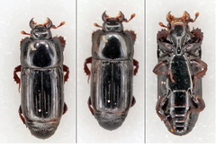 Platysoma angustatum