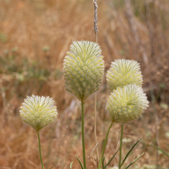 Ptilotus xerophilus