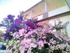 Bougainvillea