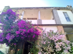 Bougainvillea