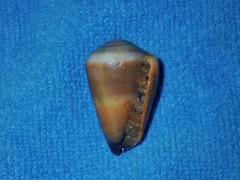Conus flavidus