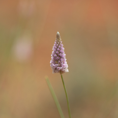 Ptilotus calostachyus