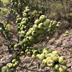 Glochidion lanceolarium
