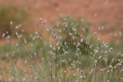 Ptilotus calostachyus