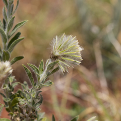 Ptilotus clementii