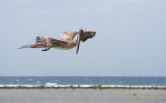 Pelecanus occidentalis