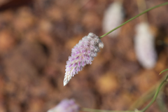 Ptilotus calostachyus