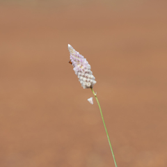 Ptilotus calostachyus